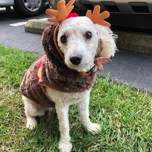 Meet Molly❤️ - Picture 1 of 16